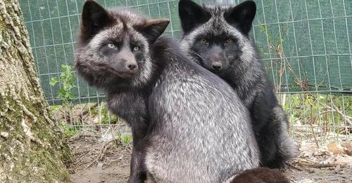 Kurloz38's tweet photo. Esmae and Mala are two bonded female foxes at SaveAFox Rescue in Faribault, Minn https://t.co/opM7lp8dVr