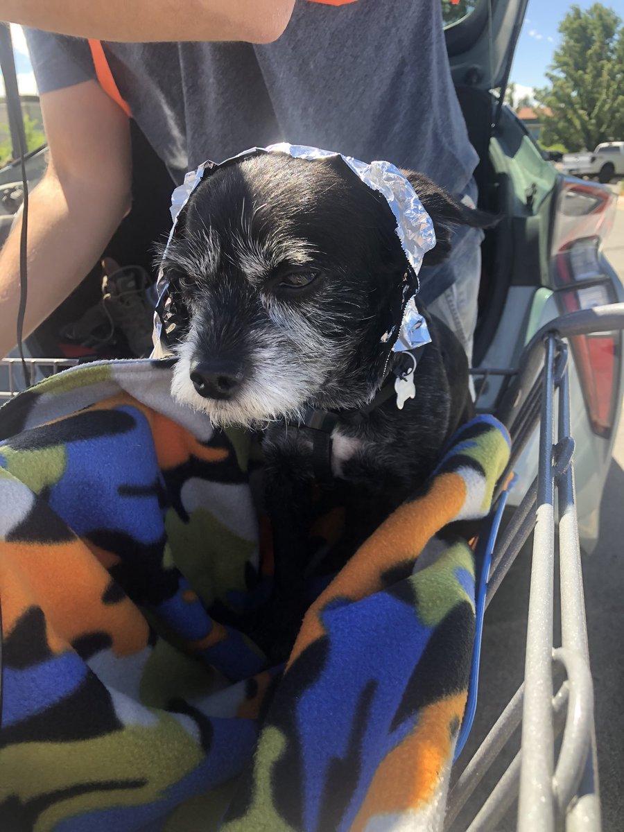 KJ7NDY's tweet image. Lil’ Ol’ Roy was not pleased with his hat made for my beautiful shopping cart pushing assistant. No reflective vest available? No problem, make due with flagging tape (available in the hardware section of the store)! #SafetyFirst #WMPLOTA
