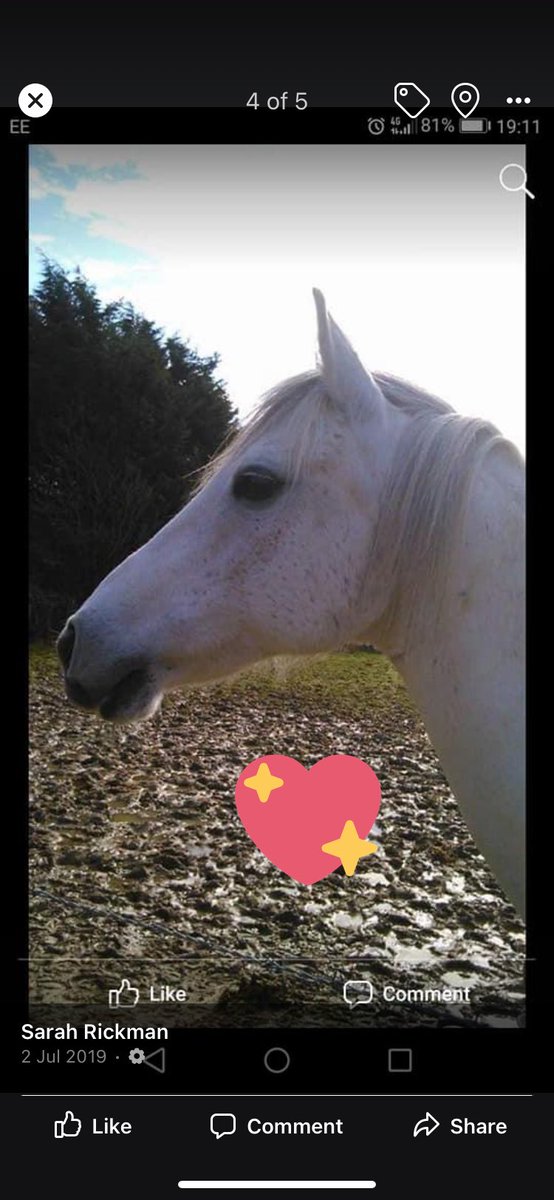 3 years ago my girl crossed the rainbow 🌈 bridge