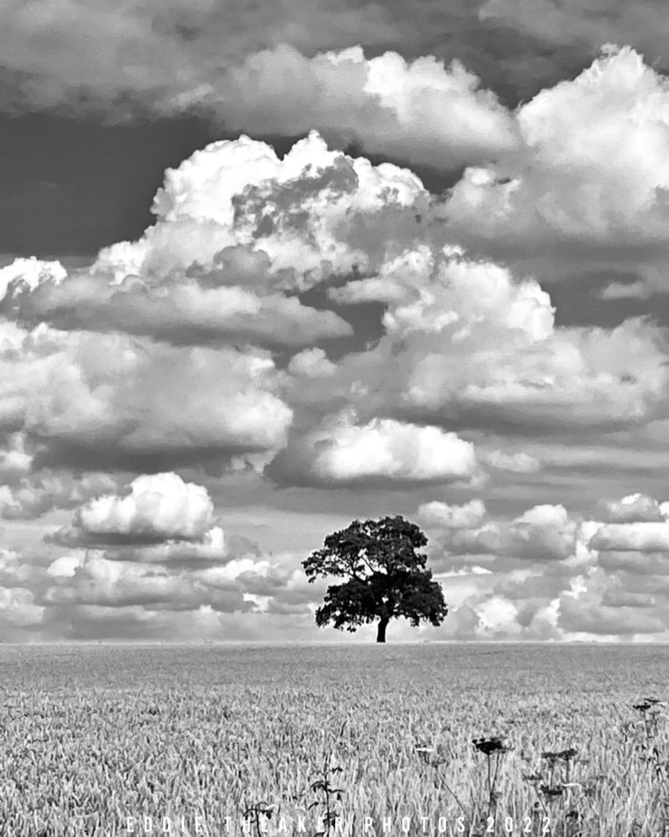 TheakerEddie's tweet photo. Black &amp; White or Colour ?
 #bigsky
 #Tree
 #Countryside 
#landscape 
#landscapephotography #iphonephotography 
#photography 
#Garboldisham 
#breckland 
#norfolk https://t.co/5RIQxBlaYB