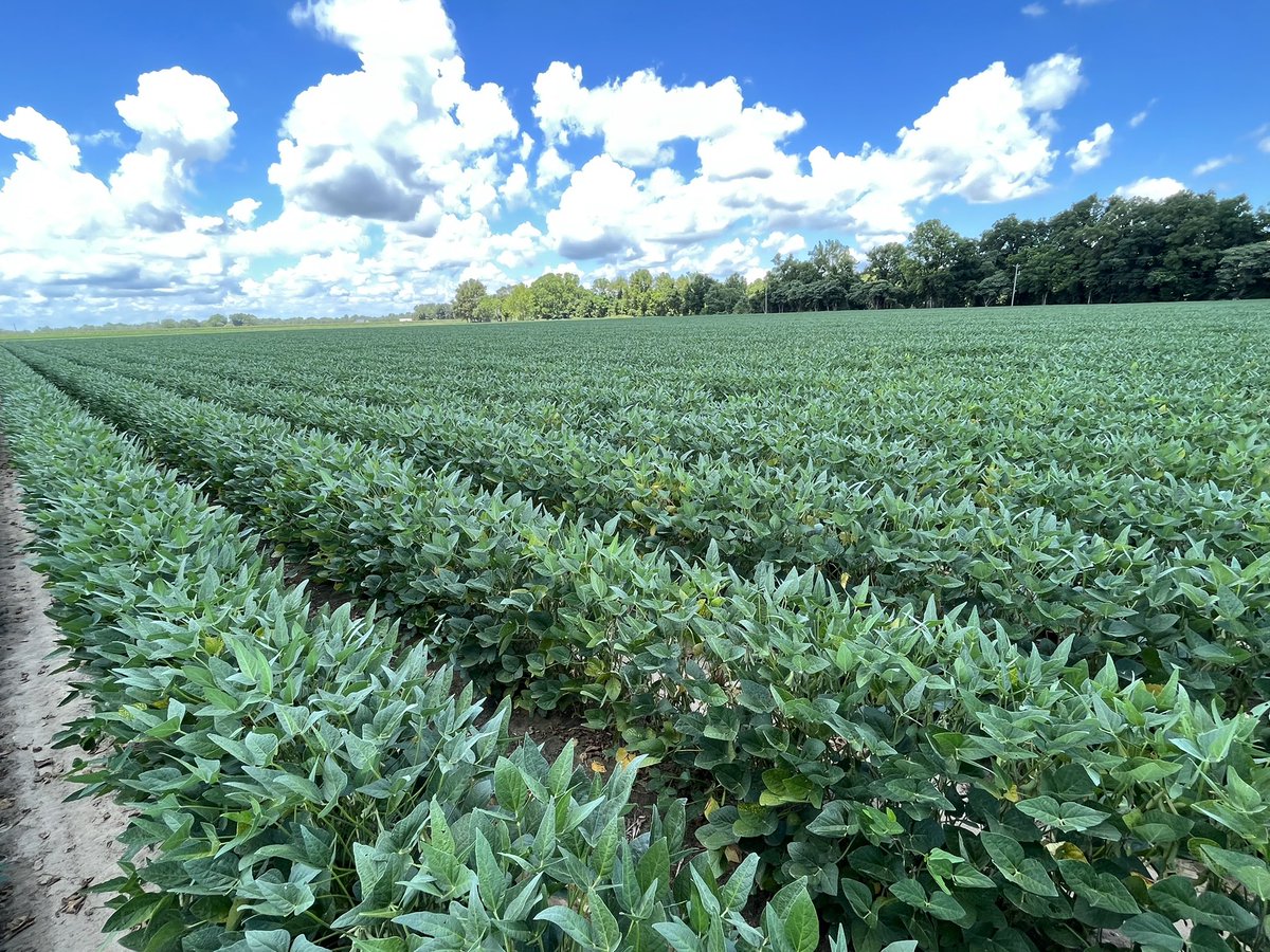 baldpathologist's tweet photo. We have reached that point in the soybean season when taproot decline (TRD) becomes more showy. Field of R5 soybean in Leflore County showing some moderate to severe symptoms #mscrops https://t.co/TM4auC1NKY