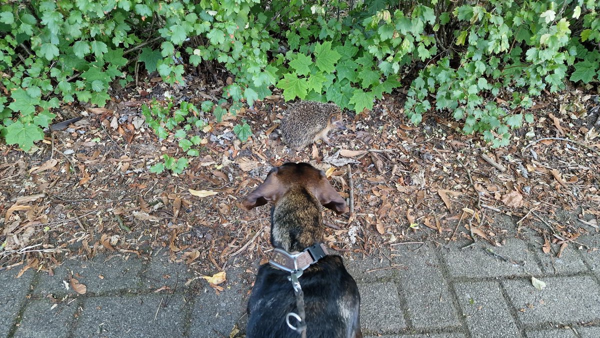 Pees_Ps's tweet photo. #Eiko & #Igel - 2 Welten! @DackelEiko @westfalette #dackelcontent https://t.co/q83oLXftG4