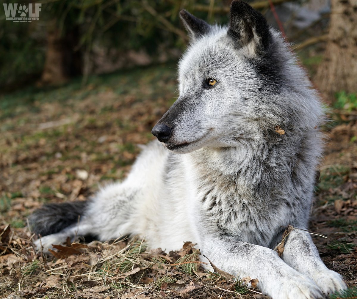 It is with deep sorrow that we share news about a wonderful wolf. Zephyr passed away today; he was 11 years old. Our hearts are broken, and we know many of you will be hurting too. 💔 Rest in peace, Zephyr. We’ll never stop loving you. ➡ nywolf.org/2022/07/rest-i…