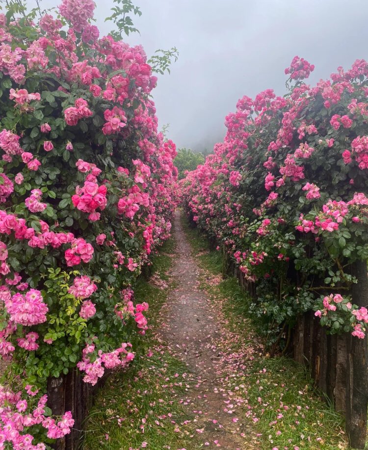 piinkibun's tweet image. I want to be here