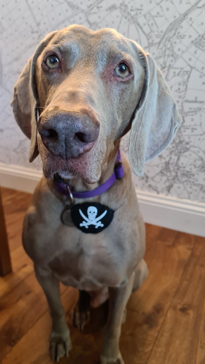 Steve Bailey tweet media