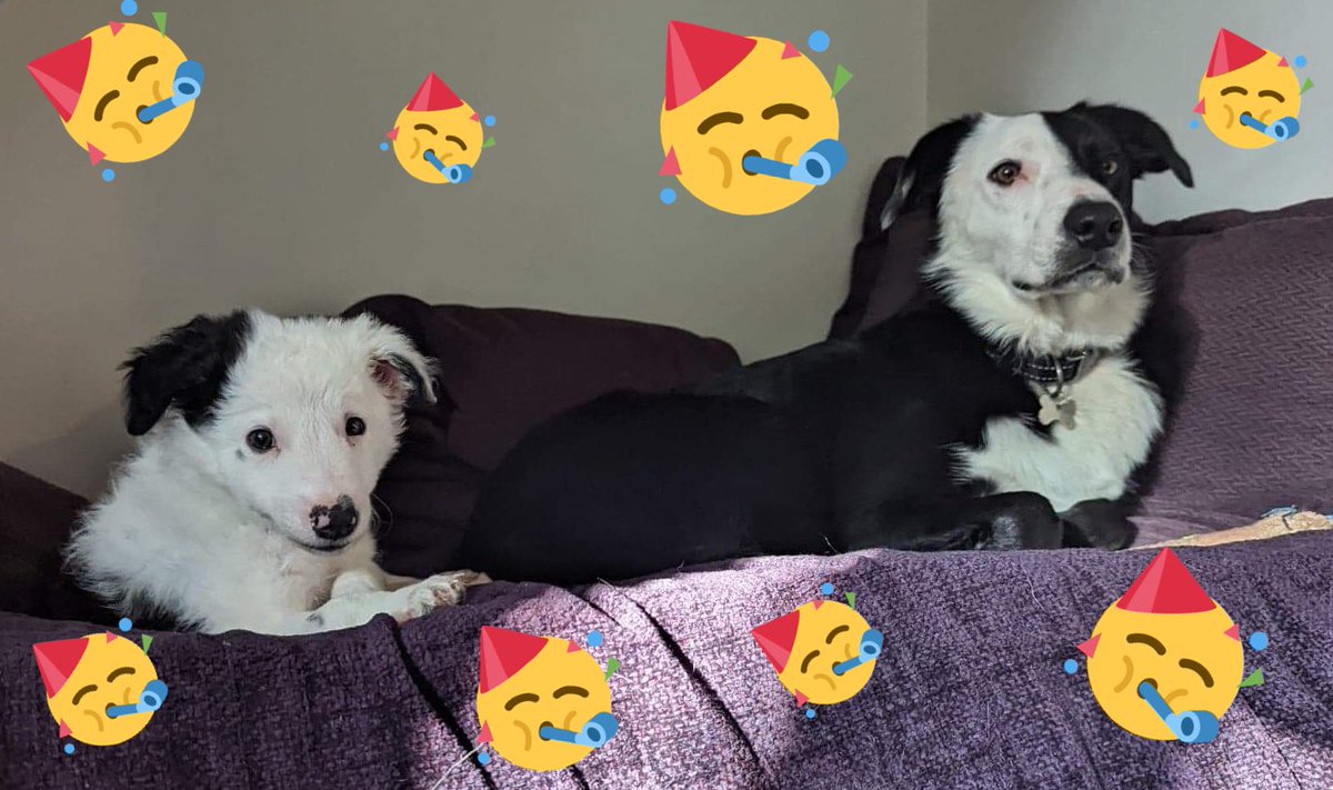 KarenBrackenri4's tweet photo. It’s my Birthday tomorrow! Posting now as I will be busy looking after my puppy bro Ernie! #HomeWithPuppyBro #HomeWithMom @WendyMGallagher https://t.co/L7DMO3dFND