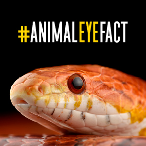 #dyk many snakes have poor eyesight? However, certain snakes can activate keener vision if they are threatened. Snakes have a transparent scale over their eye. They can control blood flow to this scale and obstruct their vision on command.