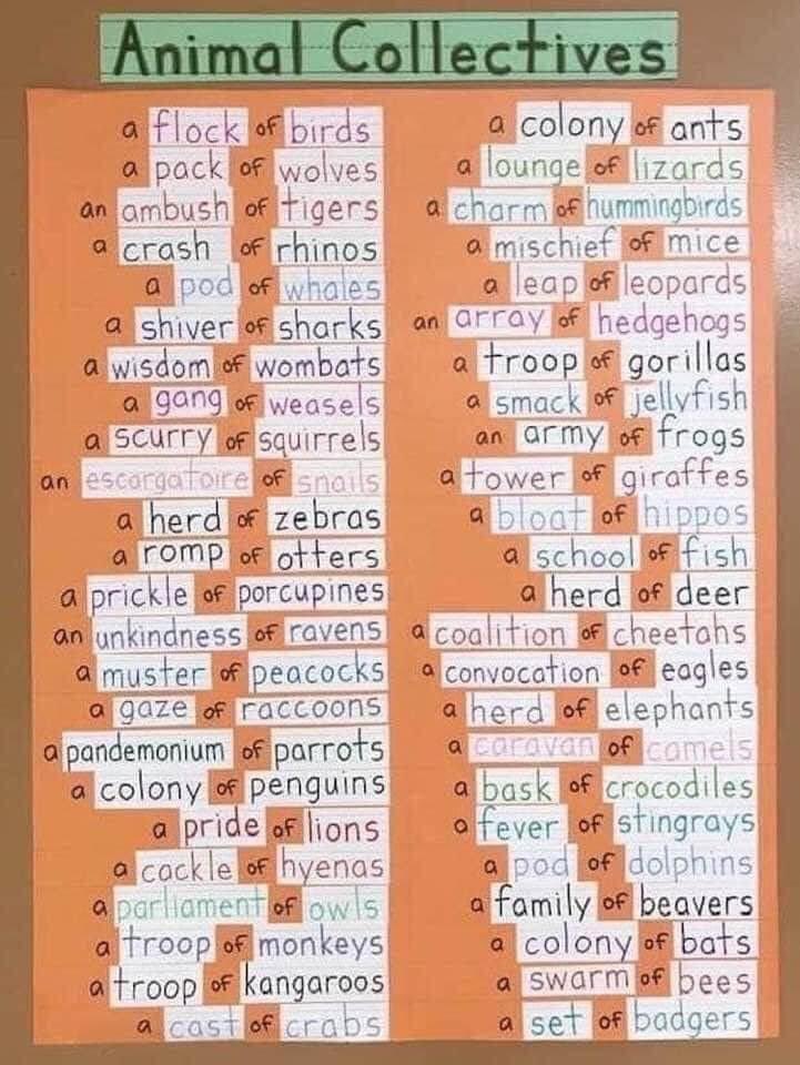 How many do you know? 🐿🐜
#wildlife #animals #exploringnaturewithkids