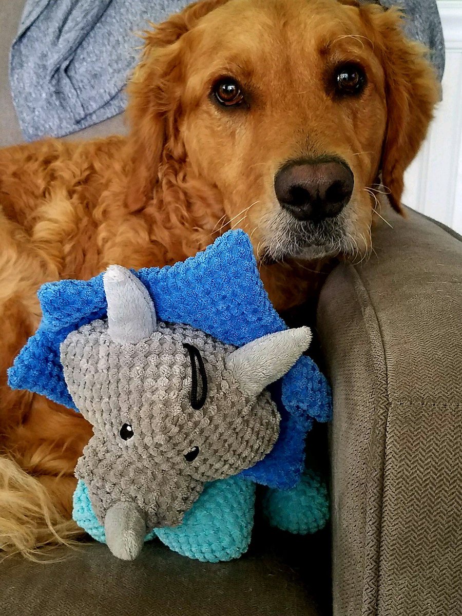 We are heartbroken over the loss of our beloved dog Sam last night of cancer. After being misdiagnosed and treated  over the last few weeks, we took him to the hospital yesterday to discover after several tests that he had aggressive cancer. 💔🐾