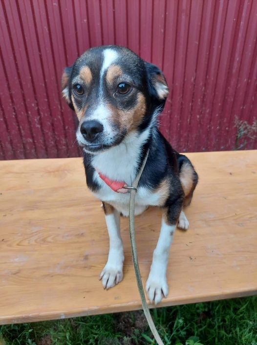 DNVSaveanimals's tweet photo. Faith is a beautiful boy , ready for adoption
Born 6th November 2020. Can you help him find a home
dnvsaveanimalsuk@gmail.com https://t.co/sq4lAzsPfV