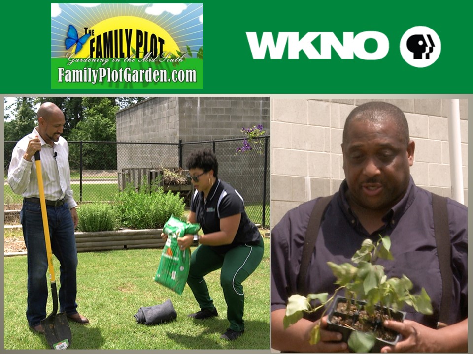 WKNOTV on Twitter "Today on The Family Plot Gardening in the Mid