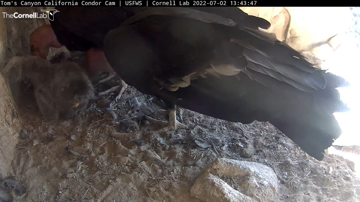 CornellCondors's tweet photo. 13:43 7/2 Now both adults are visiting/feeding the condor chick. https://t.co/EyUZZVdAWb