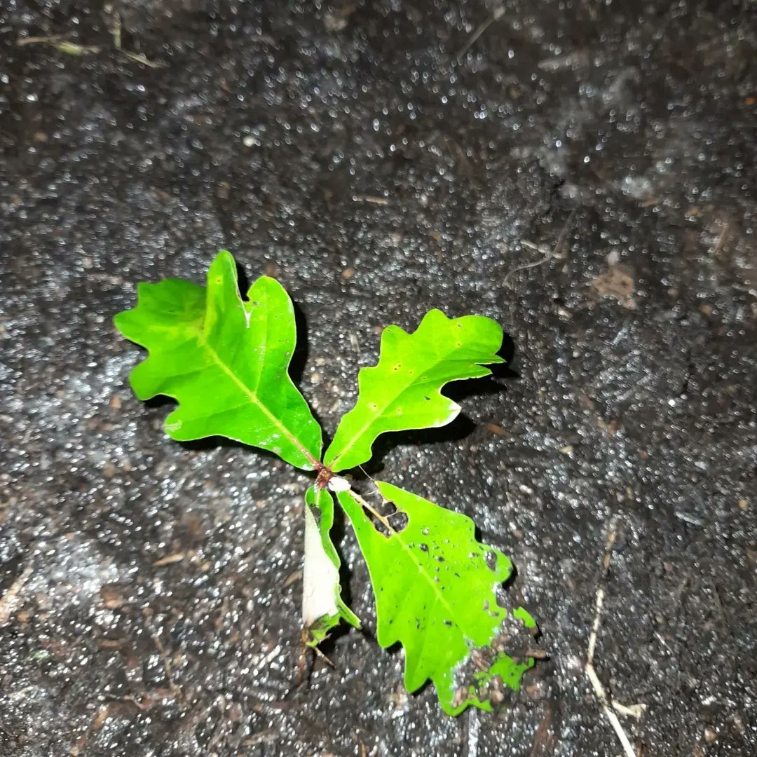 Week 22: Tree 22 = another #englishoak salvaged from under its #mothertree The weather has been so unseasonably warm & wet that self-sown oak saplings are thriving longer than usual #atreeaweek #tree22 #2022goals #lovetrees #tree142 #wonnaruacountry #alwayswillbe #ClimateCrisis