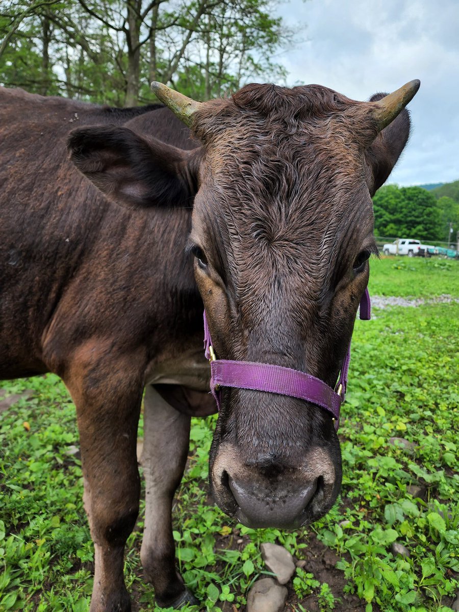 Broome Animal Sanctuary tweet media