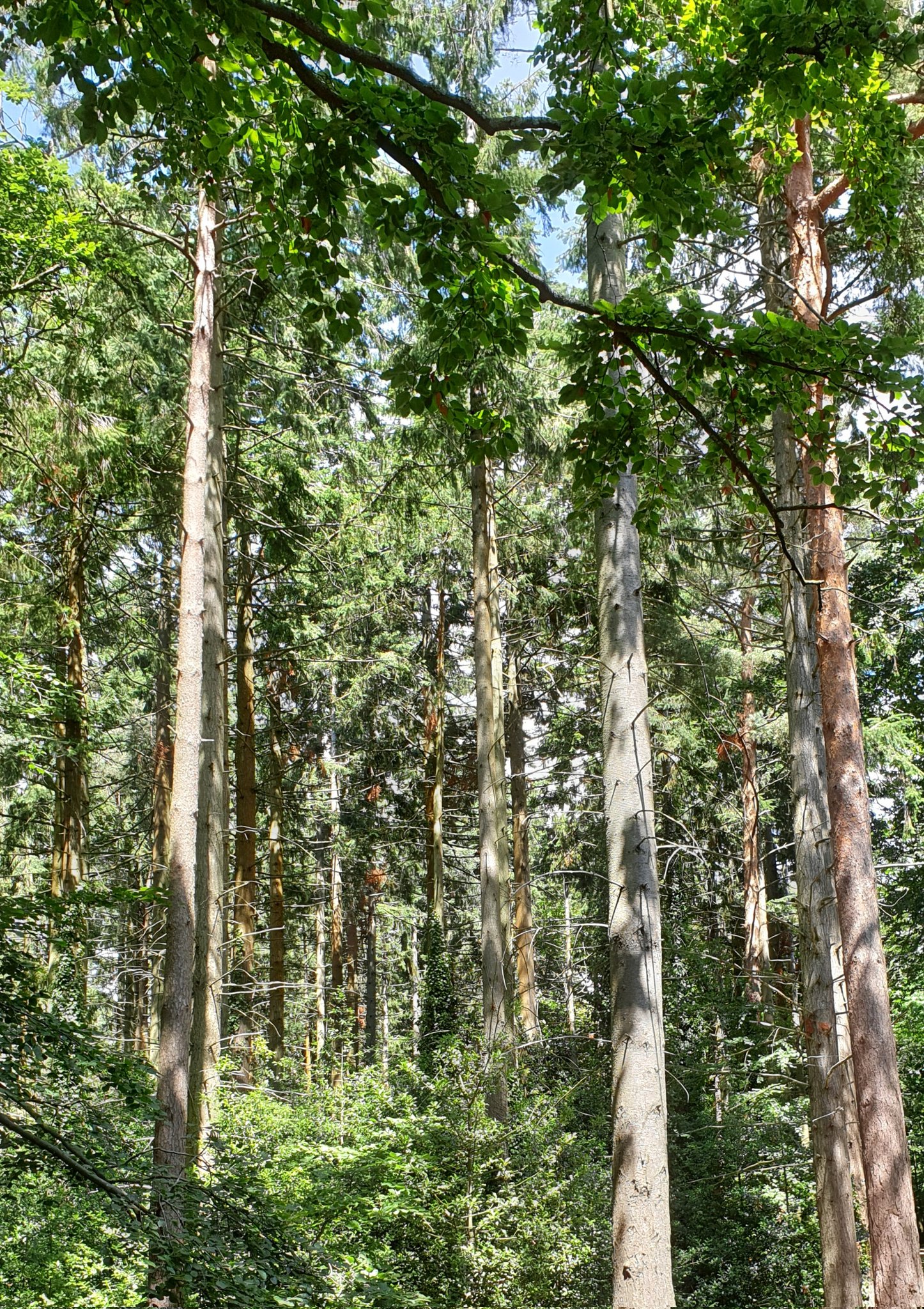 Darren Naish on Twitter: "More views of the surrounding woodland. Like