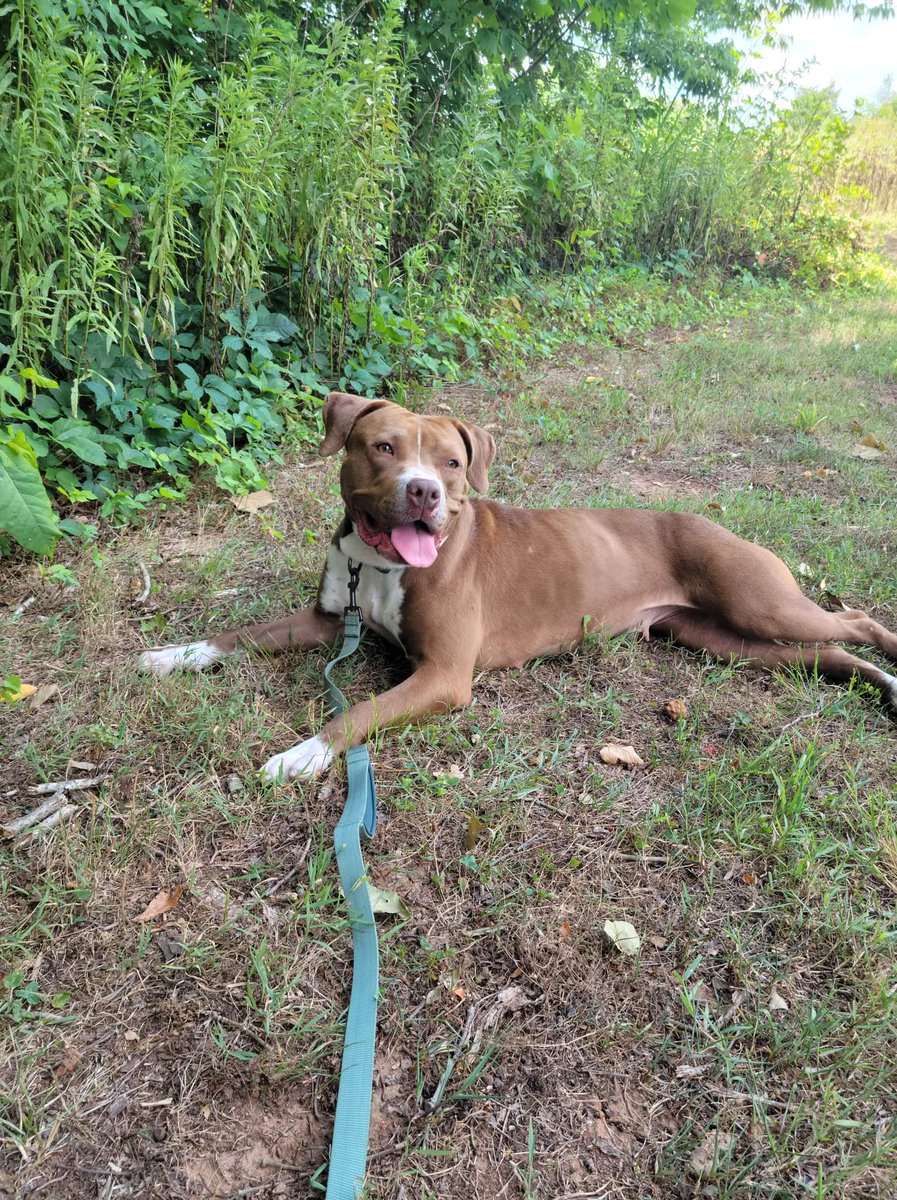 NickWilsonSays's tweet image. We spent the best day with Valerie from @animalscmpd she loved walking and was great with our girls. Just a sweet cuddlebug. Let's find her forever home