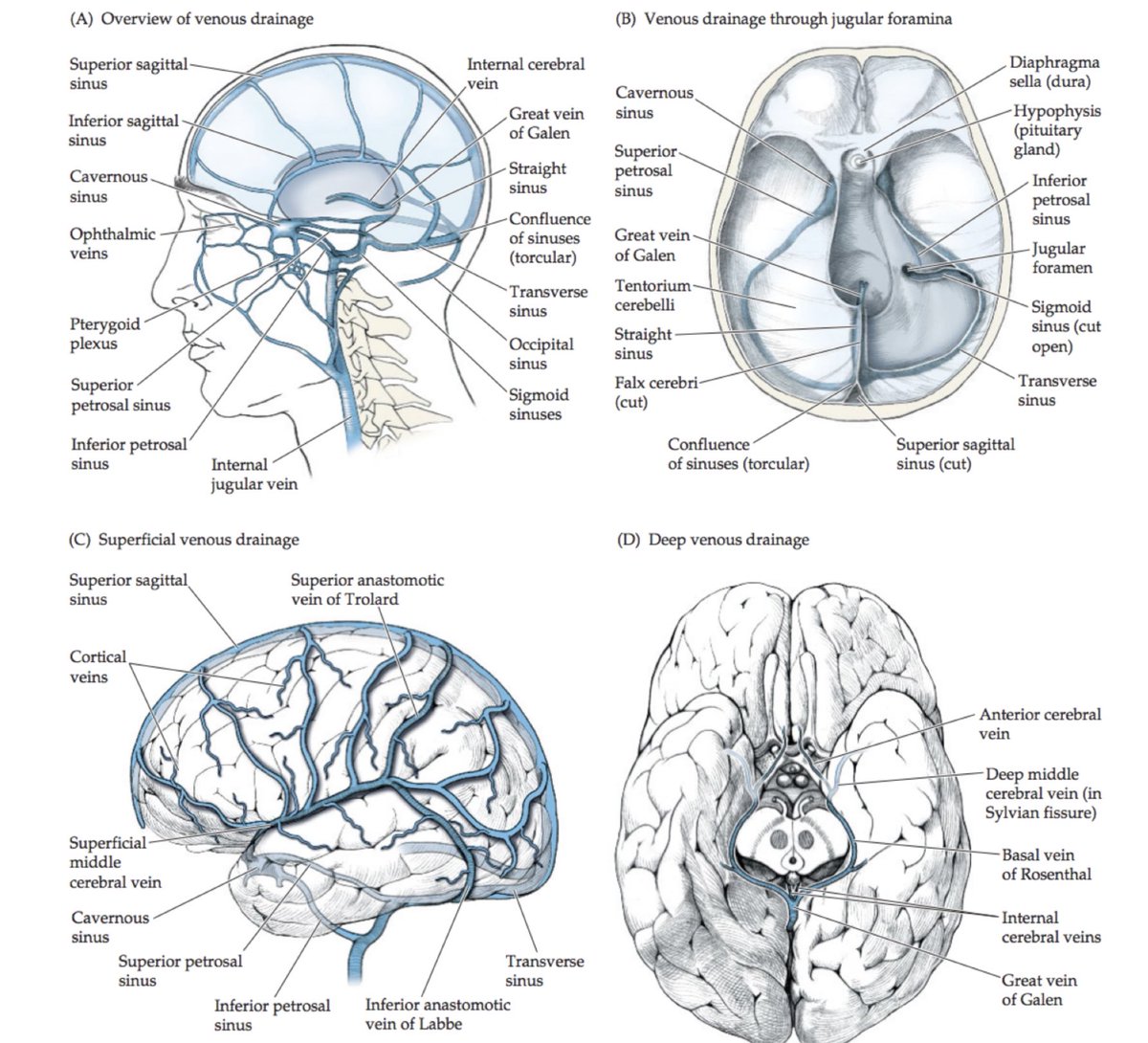Oren Gottfried, MD tweet media