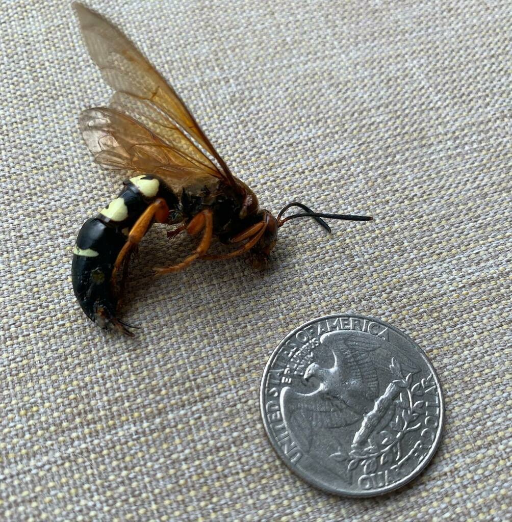 Angela Conrad Church tweet media