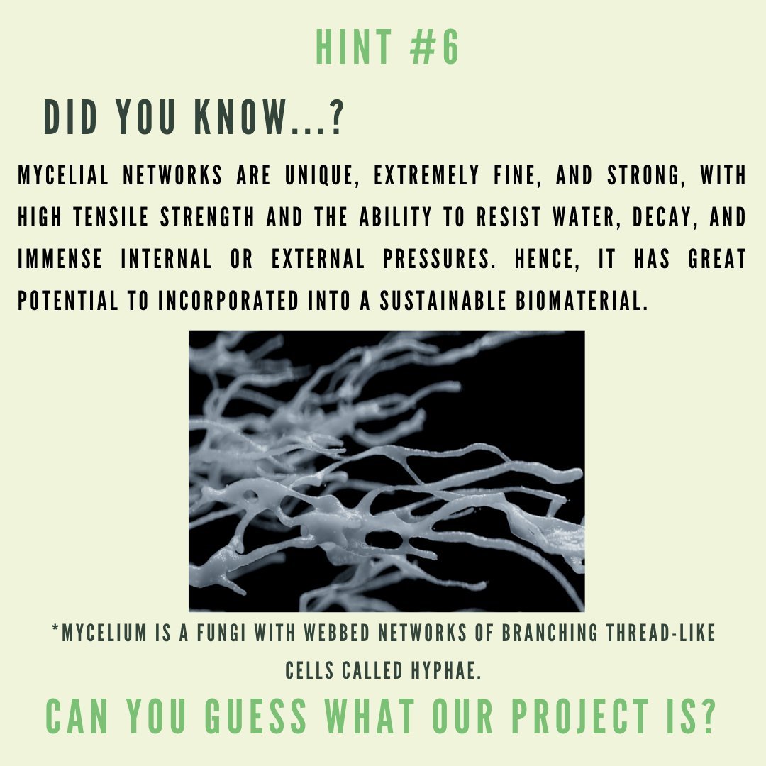 💥 2 days until project reveal!! 💥

Mycelium is generally described as the "root system" of mushrooms due to its branch-like structure.

Check out the images below to find out why they're one of nature's most amazing materials!