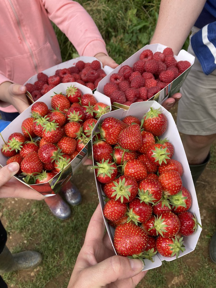 RebeccaLWills's tweet photo. We went #strawberry 🍓 and #raspberry picking this afternoon @trevaskisfarm … they appear to have picked enough for weeks! 🙄😉😩
#Cornwall #pickyourown #JulyFun https://t.co/jXjF7OzlvC