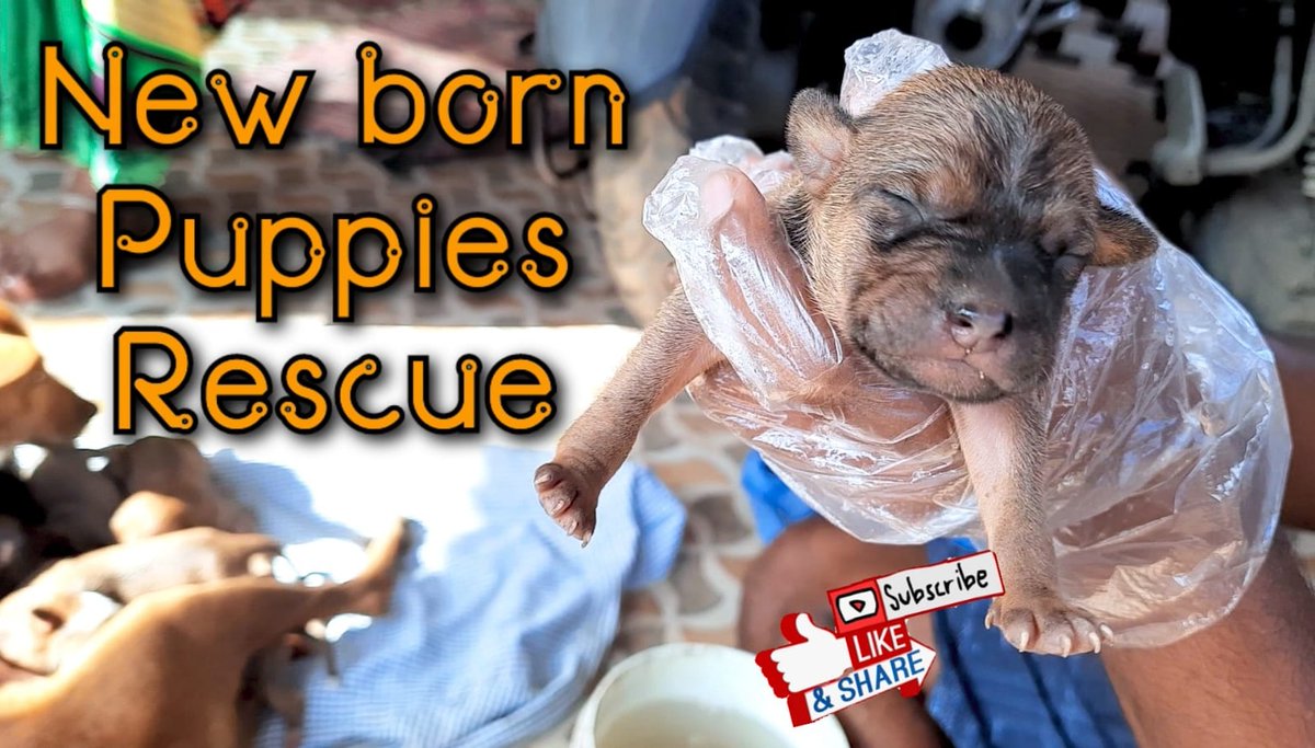 kamalogs's tweet photo. Street Dog's New Born Puppies Rescue | Puppies Available for free Adoption | Tamil
https://t.co/K9Oy4k8s4v
#dog #rescueoperation #dogslover #rescuedog #doglife #DogLover #puppy #petlovers #dogmodel #dogtraining #dogtrainerlife #streetdog #dogtrainers #dogadoption #RescueDogs https://t.co/1dVHq6kpuK