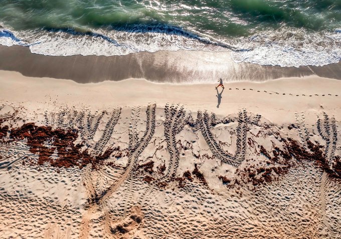 DianeDevine18's tweet photo. #mathcurves #mathphoto2022
Curve 5: Sea turtle tracks near Jupiter, Florida, this week. Hooray! Photo: Greg Lovett. https://t.co/7lroOLeIb7