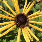 ツイートに含まれる画像