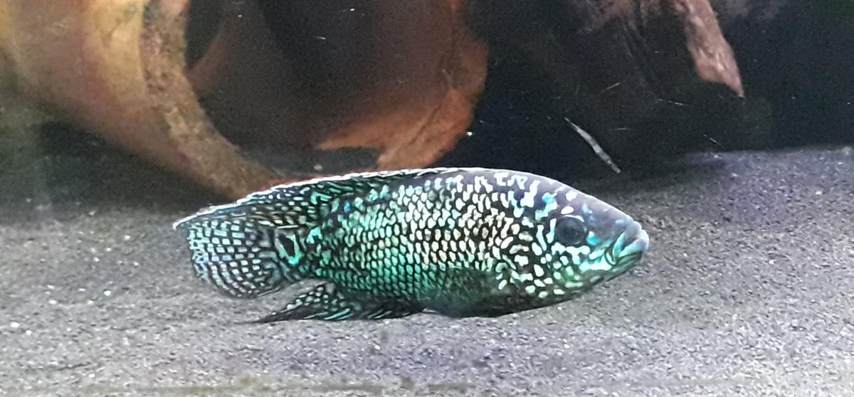 NicksFish1 tweet picture