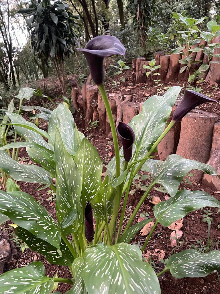 kenjeanis's tweet photo. Some more black callas blooming, we have about a dozen. Think we will fill the area with them #VolcanoLife https://t.co/jFSBizNwK0