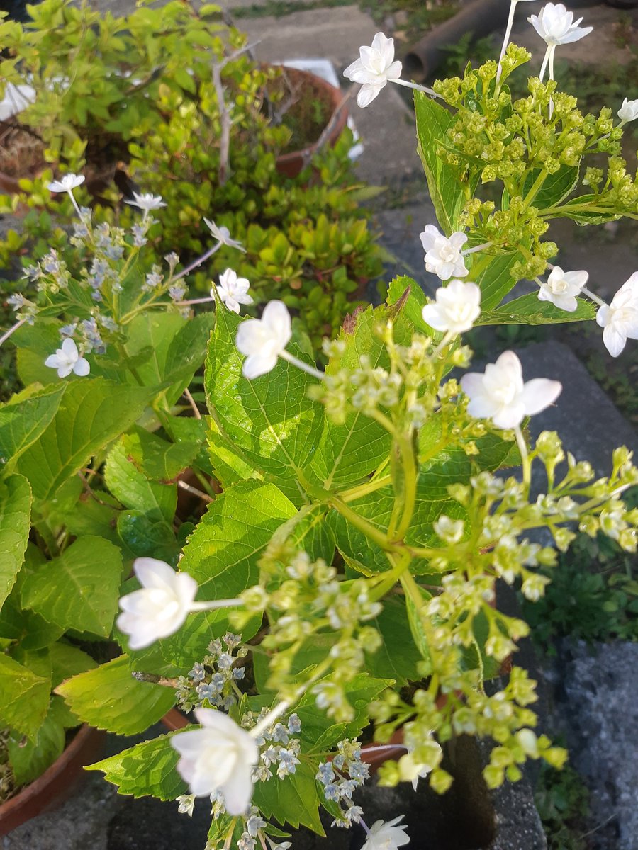 NJlVZyOEvNt8T5H's tweet photo. 雲一つ無い
真っ青な空
今日も暑い🔥☀️
鉢植えの紫陽花
元気なさそうだから
水をかけたよ
私も元気もらって
出掛けよう🚙
皆さんも熱中症に
気をつけて下さいね
幸せな時間を
過ごしてね💕🍀
#チャン・グンソク
#同じ空の下
#生まれ変わってもまたうなぎ
#Bloomig
#WEWILLMEETAGAIN大阪 https://t.co/gk4YJxmhsr