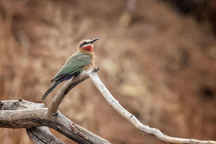 ampomata's tweet photo. Some of the precious photos of birds by @BelindaGreb. You can check them out here:
1. https://t.co/yNdfbUY9gD
2. https://t.co/FF0Nqf1tW4
3. https://t.co/iSLVYLKvsB
4. https://t.co/miXEMMPnug
#photo #birds #nature #africa #botswana #hawai #beeeater #cardinal #openbill #blackbird https://t.co/wo1912Ocuj