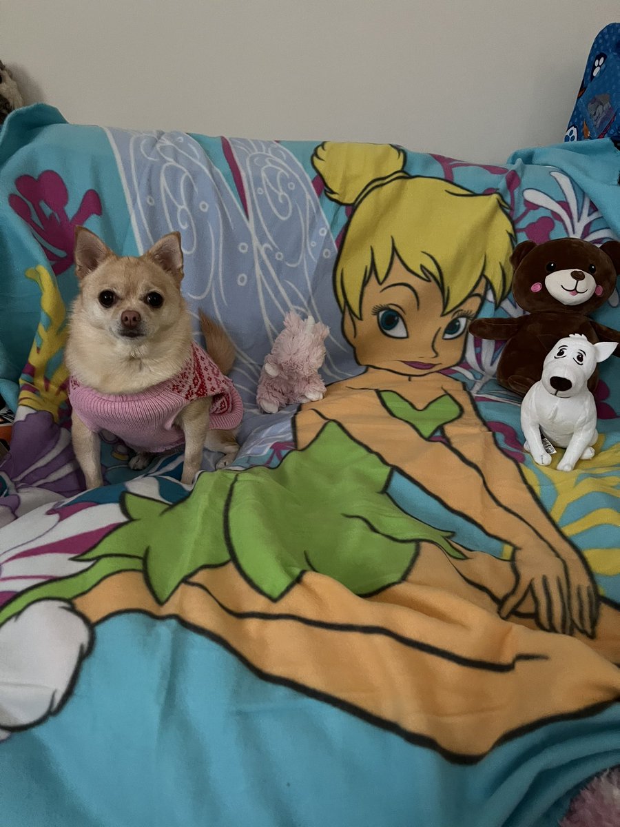 My new TinkerBell blankie and new toys!🐾

#tinkerbellthepomchi  #pomchi #dogsoftwitter