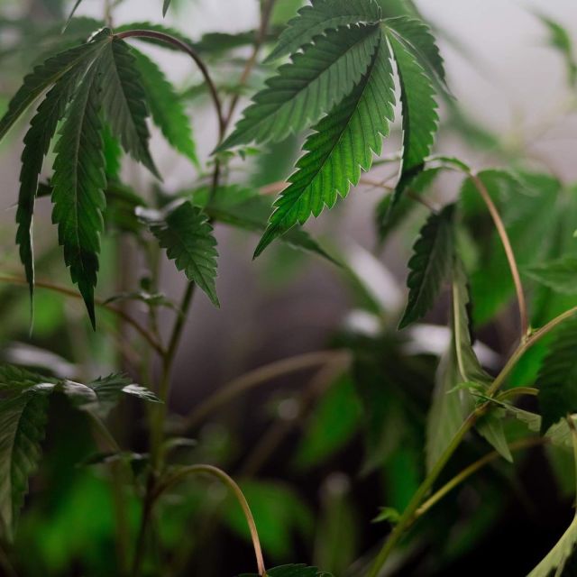 the1cem4n's tweet image. #legalizeganja #legalizecannabis #ipocritidimerda