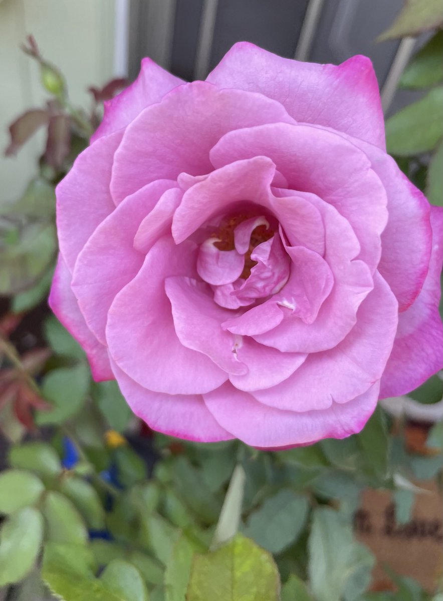 reena3j's tweet photo. #fragrantplum #roses #gardening https://t.co/4Nqo8VIgd7