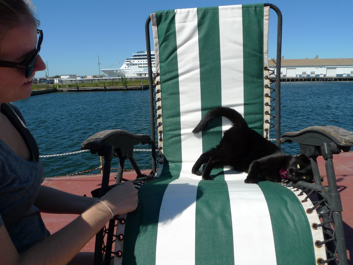 PortSideNY's tweet photo. #Caturday thoughts... how helpful #shipcatChiclet is projects. Here she's helping fix a lounge chair, cut foam, assess engine heads flooded by #hurricaneSandy. Archival pics as she is away during Formula E car race construction. #shipcat on the #MaryWhalen in #RedHook #Brooklyn https://t.co/9dVmWOU8rH