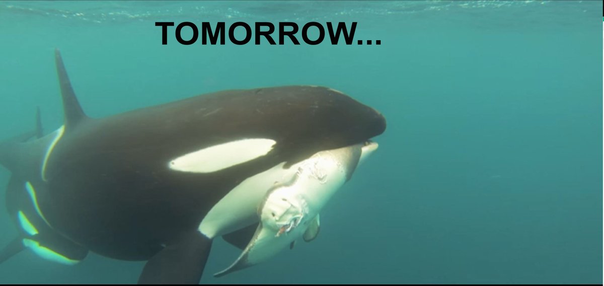 Dr Ingrid N. Visser (PhD) tweet media