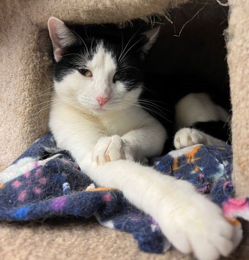 Cat_Guardians's tweet photo. Congratulations to darling Kasey who found her forever home! #AdoptDontShop #kasey #blackandwhitecat #pinknosesociety #newyearnewforeverhome https://t.co/ZTNT1TT4ey