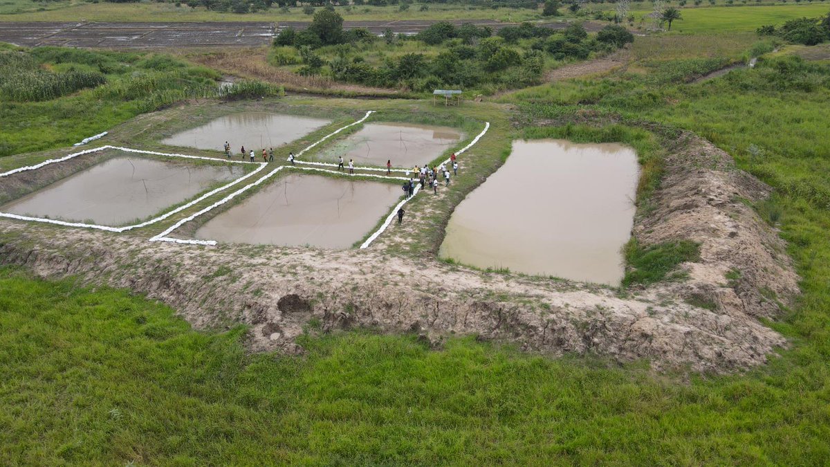 AgriWecomm's tweet photo. Photos from the #Nserewa Road Trip today.

This shows our 30,000 capacity catfish farm on the bank of River Okwenya.

You also see part of the 1000 acre rice project at Asutuare.

We have 250 acres in Asutuare, 250 in Weta, 250 in Kpoglo and 250 in Golokuati.

#NserewaRice https://t.co/1ldU5nfHbk