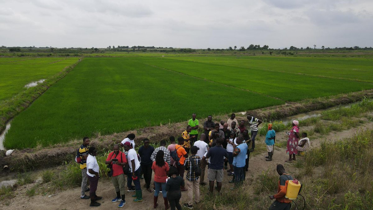AgriWecomm's tweet photo. Photos from the #Nserewa Road Trip today.

This shows our 30,000 capacity catfish farm on the bank of River Okwenya.

You also see part of the 1000 acre rice project at Asutuare.

We have 250 acres in Asutuare, 250 in Weta, 250 in Kpoglo and 250 in Golokuati.

#NserewaRice https://t.co/1ldU5nfHbk