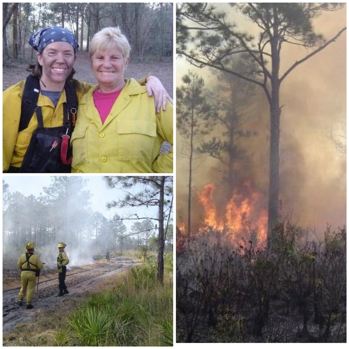 Happy #NationalWildlandFirefighterDay to my friends & colleagues who work hard to manage our natural areas & respond to #wildfire emergencies. 
🔥🌳
#wildlandfirefighter #wildfires #prescribedfire #prescribedburn #florida #floridaparks #floridaparkservice #conservation #habitat