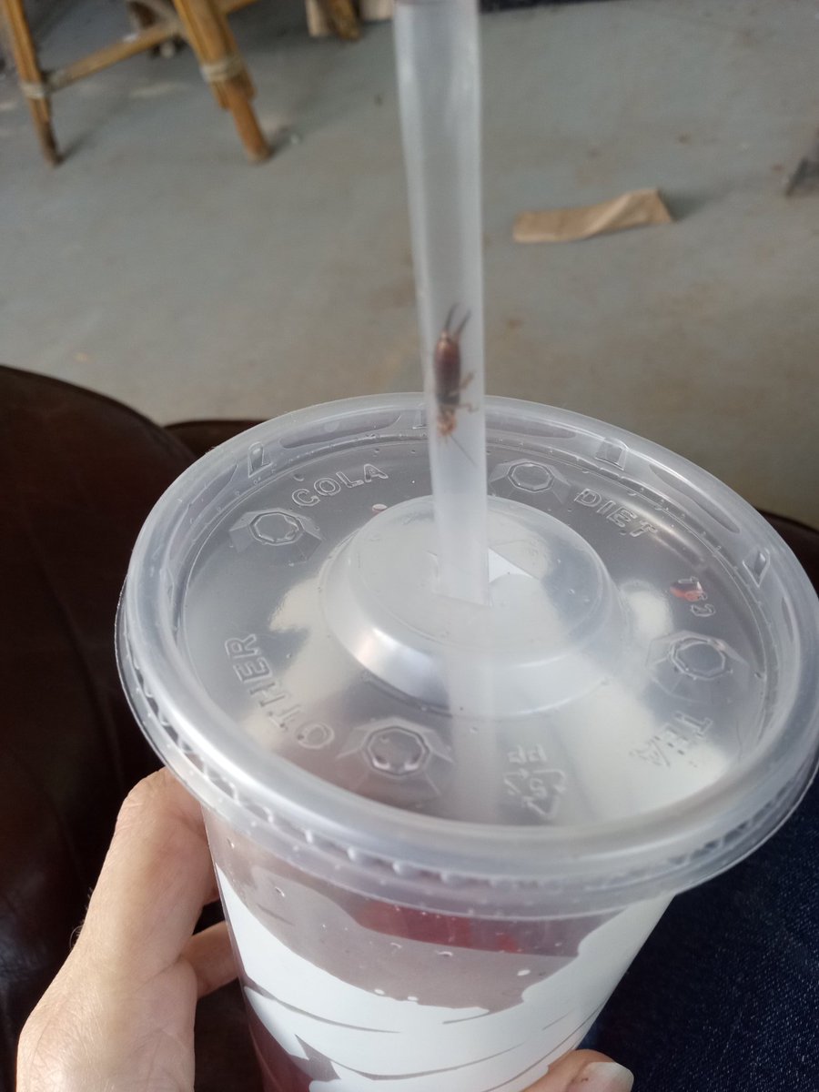 MeShellTiel's tweet image. EWWW there's an earwig in my straw!!! NOOO 🤢