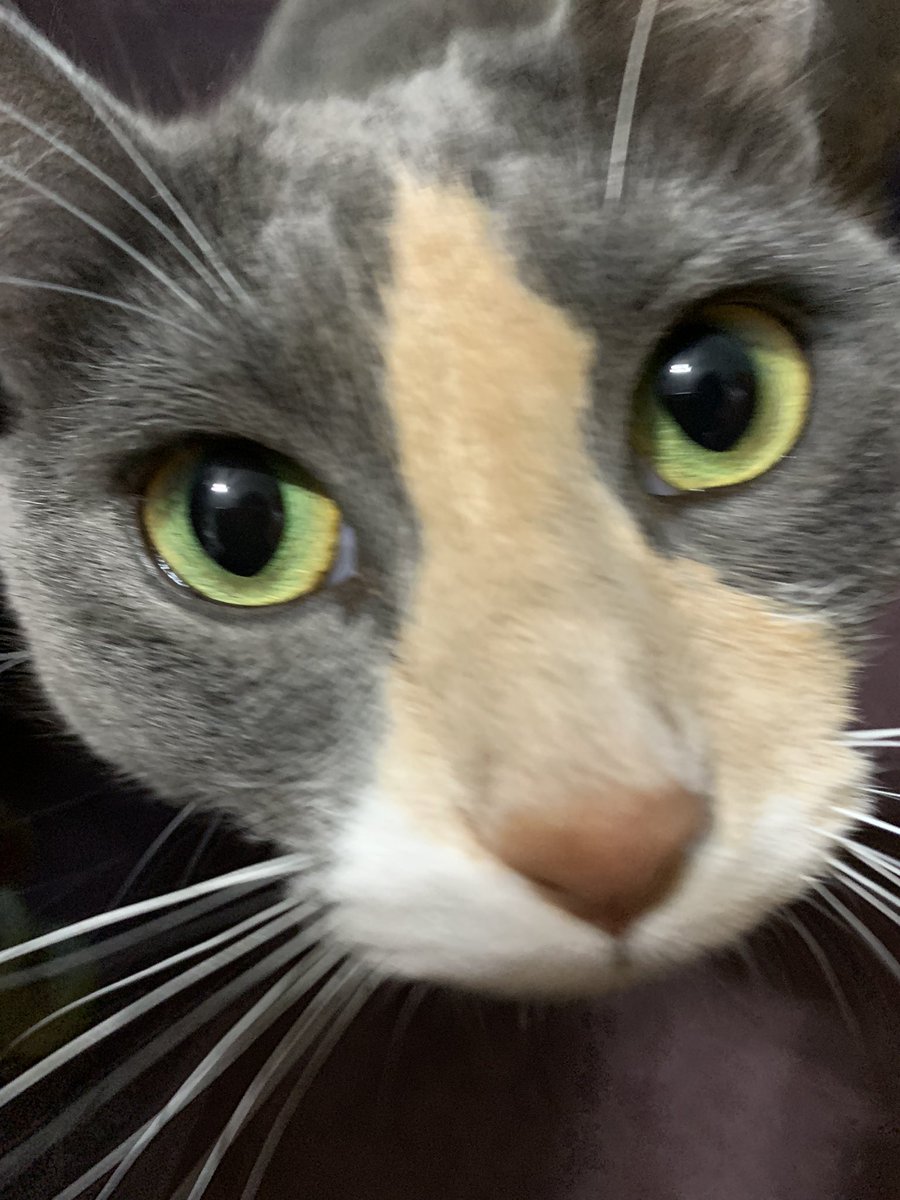 iagirl61's tweet photo. Happy #Caturday from Fat Willie, Sweet Baby Tillie, and Crazy Miss Millie https://t.co/wV3iU8uLj6