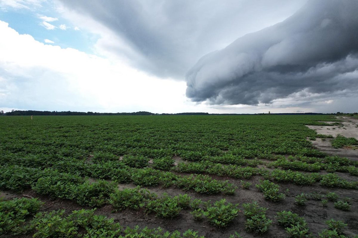 allierandell4's tweet photo. Nothing like almost having to warranty your new drone for a cool shot😅 happy to see some rain on some peanuts though! https://t.co/DPAuuEm3Zc