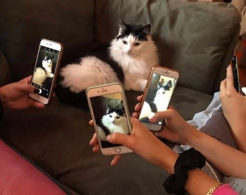 Dont Show Your Cat tweet media