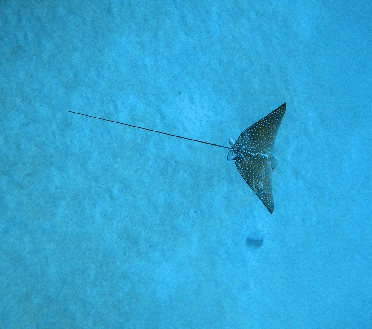 iMeluny's tweet photo. #DiveTrack #LocomocoSec

Eagle ray @ Sea Tiger ship wreck https://t.co/gdZ8W6UTZe