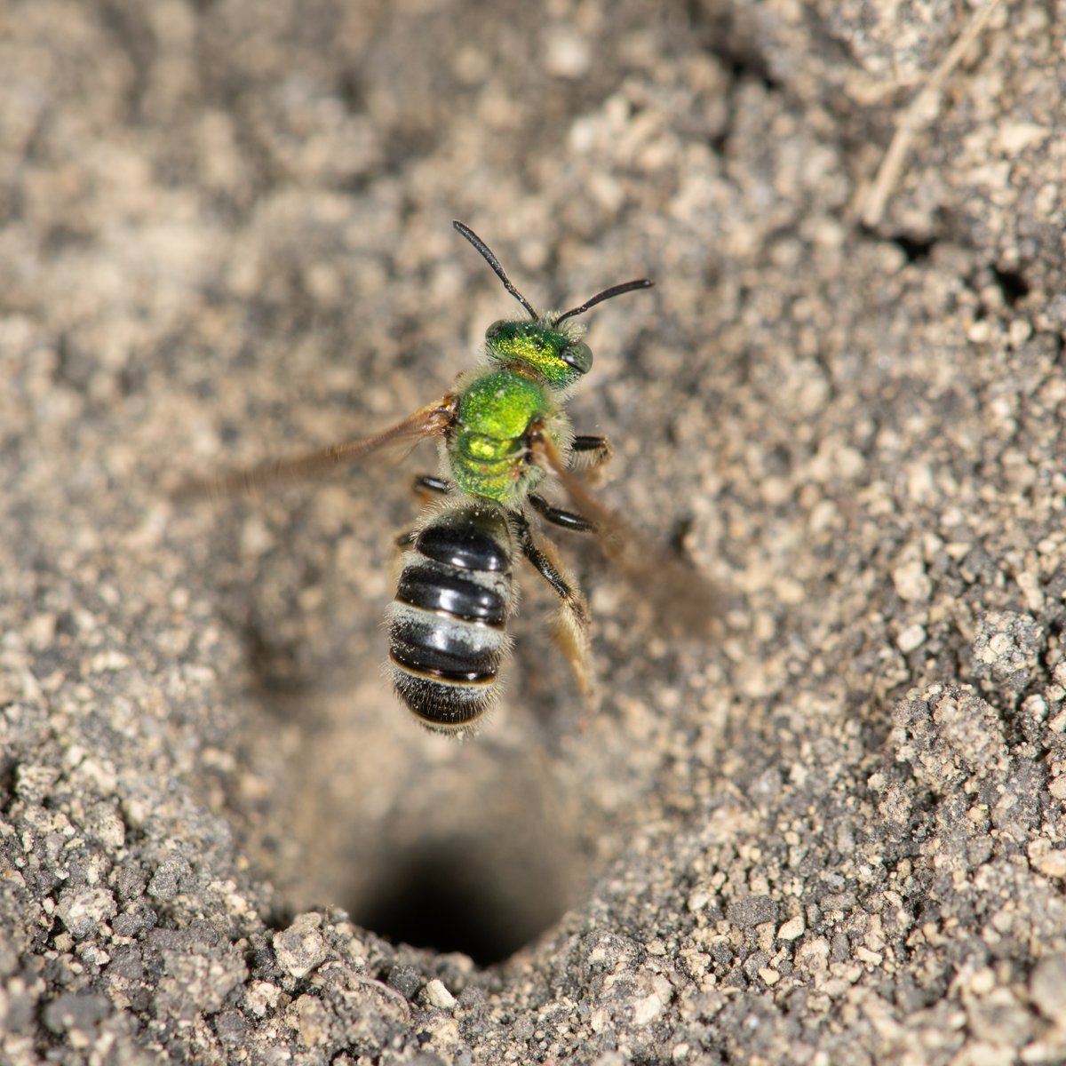 My friend Angela Grill emailed me about some bicolored striped striped sweat bees (Agapostemon virescens) nesting in the lawn at her workplace. A communal nest with four separate tumuli. Photos of nest guard and female departing. 
#bees #pollinators #nativebees #nests