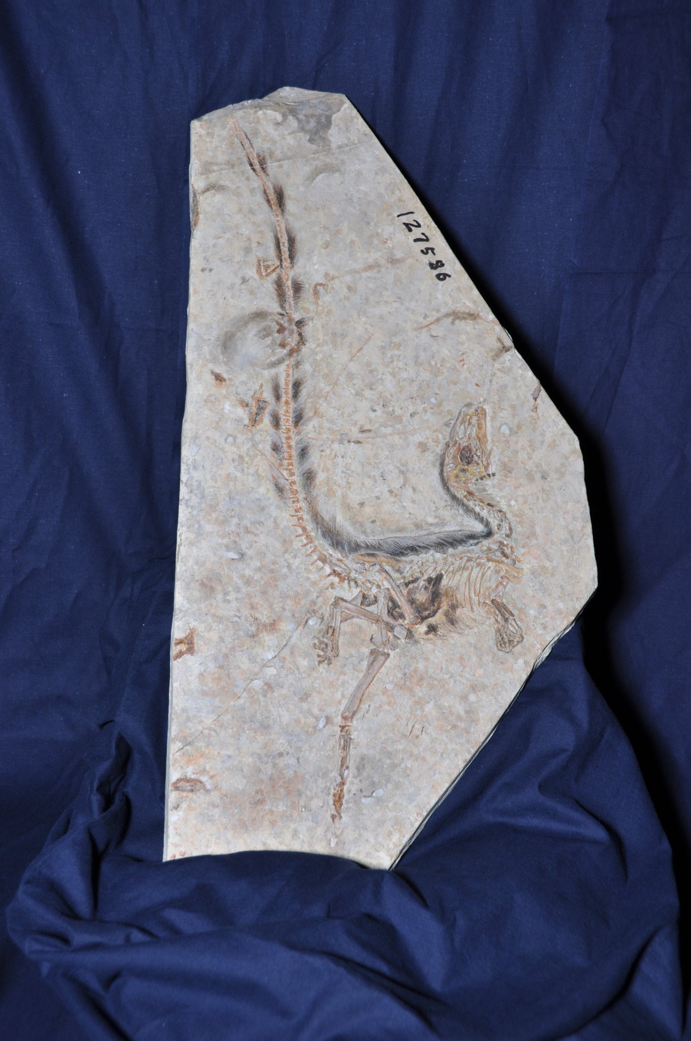 1億年前の鳥の頭・首・翼・尾・足が琥珀の中で発見される - GIGAZINE