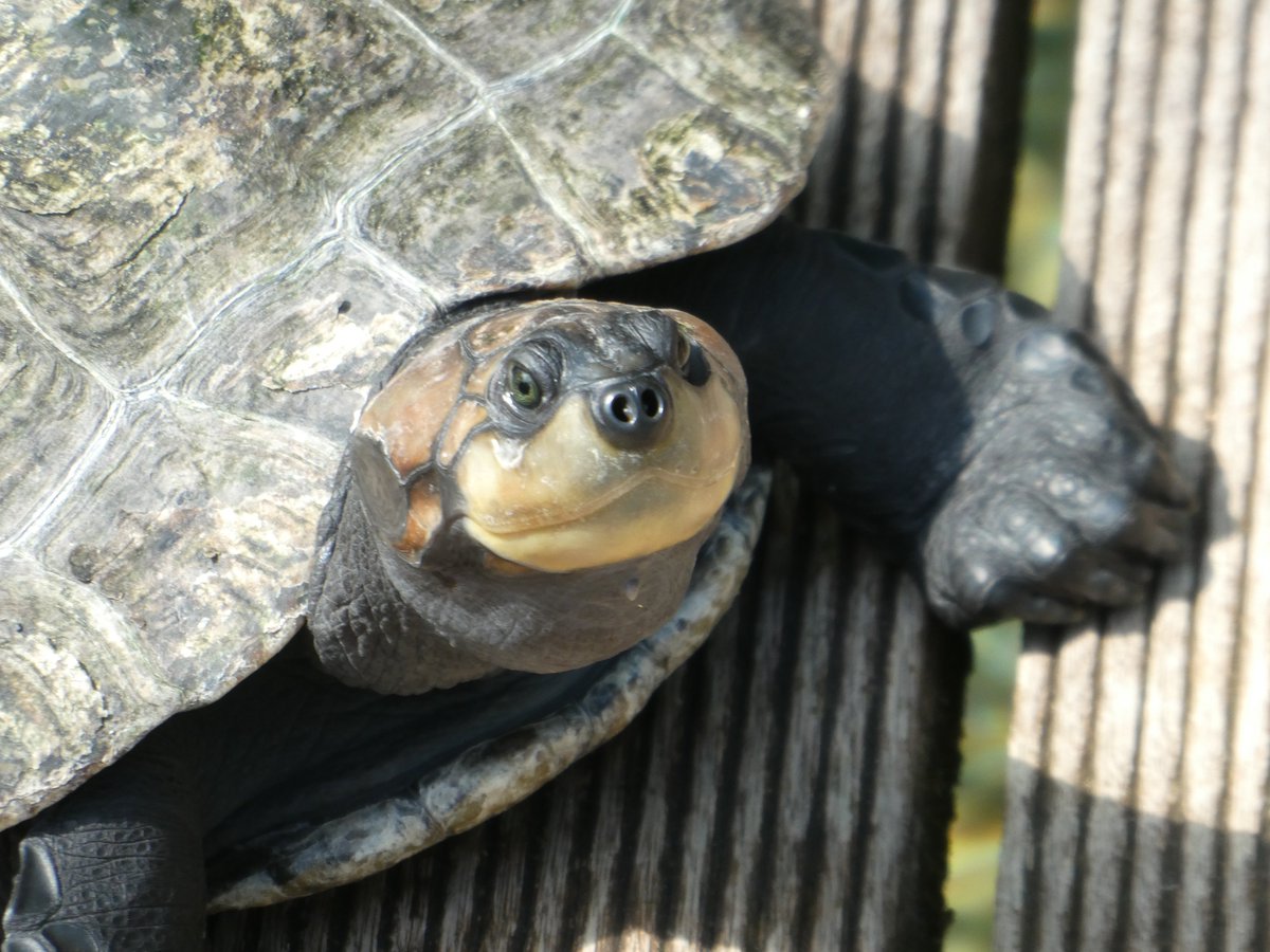 淡水亀 Twitter Search Twitter