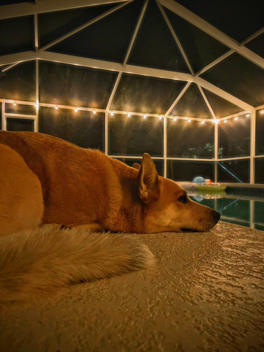 TurfBeard's tweet photo. Rue Dog the Pool Dog. #forestridge #gainesville https://t.co/2IzeyRNHmC