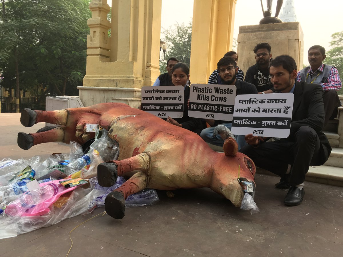 Cows who eat out of garbage bins ingest plastic bags to access food, which over time, builds up in their stomachs and hardens like cement. 

#SayNoToPlastic #WorldPlasticDay #InternationalPlasticBagFreeDay